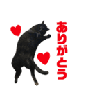 三毛猫みーにゃんと黒猫しょこ（個別スタンプ：1）