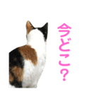 三毛猫みーにゃんと黒猫しょこ（個別スタンプ：3）