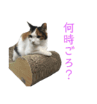 三毛猫みーにゃんと黒猫しょこ（個別スタンプ：4）