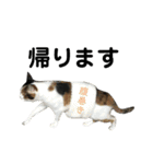 三毛猫みーにゃんと黒猫しょこ（個別スタンプ：6）