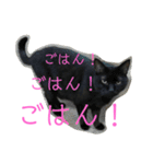 三毛猫みーにゃんと黒猫しょこ（個別スタンプ：9）
