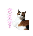 三毛猫みーにゃんと黒猫しょこ（個別スタンプ：11）