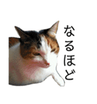 三毛猫みーにゃんと黒猫しょこ（個別スタンプ：12）