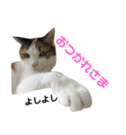 三毛猫みーにゃんと黒猫しょこ（個別スタンプ：13）