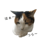 三毛猫みーにゃんと黒猫しょこ（個別スタンプ：14）