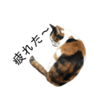 三毛猫みーにゃんと黒猫しょこ（個別スタンプ：15）