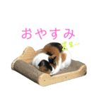 三毛猫みーにゃんと黒猫しょこ（個別スタンプ：16）