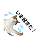 三毛猫みーにゃんと黒猫しょこ（個別スタンプ：17）
