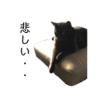 三毛猫みーにゃんと黒猫しょこ（個別スタンプ：18）