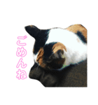 三毛猫みーにゃんと黒猫しょこ（個別スタンプ：19）
