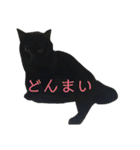 三毛猫みーにゃんと黒猫しょこ（個別スタンプ：20）