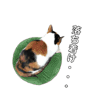 三毛猫みーにゃんと黒猫しょこ（個別スタンプ：24）