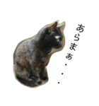 三毛猫みーにゃんと黒猫しょこ（個別スタンプ：29）