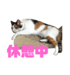 三毛猫みーにゃんと黒猫しょこ（個別スタンプ：30）