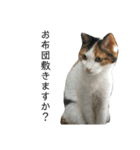 三毛猫みーにゃんと黒猫しょこ（個別スタンプ：31）