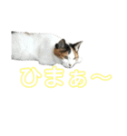 三毛猫みーにゃんと黒猫しょこ（個別スタンプ：32）