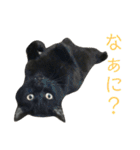 三毛猫みーにゃんと黒猫しょこ（個別スタンプ：33）