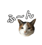 三毛猫みーにゃんと黒猫しょこ（個別スタンプ：35）