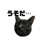 三毛猫みーにゃんと黒猫しょこ（個別スタンプ：36）