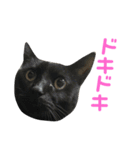 三毛猫みーにゃんと黒猫しょこ（個別スタンプ：37）