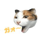 三毛猫みーにゃんと黒猫しょこ（個別スタンプ：38）