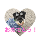 ワンス3（個別スタンプ：15）