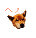 じょん太（個別スタンプ：6）