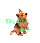 じょん太（個別スタンプ：7）