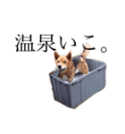 じょん太（個別スタンプ：10）