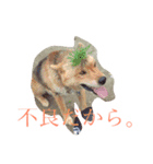 じょん太（個別スタンプ：12）
