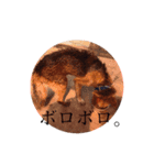 じょん太（個別スタンプ：16）