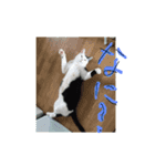 KORO①（個別スタンプ：7）