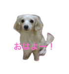 チワックスのハッピー（個別スタンプ：1）