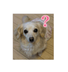 チワックスのハッピー（個別スタンプ：6）