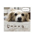 チワックスのハッピー（個別スタンプ：10）