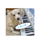チワックスのハッピー（個別スタンプ：13）