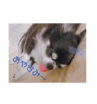 ワンコダフル（個別スタンプ：4）