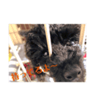 ワンコダフル（個別スタンプ：9）