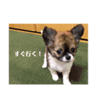 ワンコダフル（個別スタンプ：16）