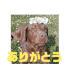やまとの毎日 2（個別スタンプ：1）