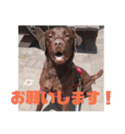 やまとの毎日 2（個別スタンプ：2）