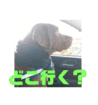 やまとの毎日 2（個別スタンプ：4）