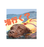 やまとの毎日 2（個別スタンプ：5）