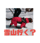 やまとの毎日 2（個別スタンプ：6）