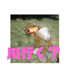 やまとの毎日 2（個別スタンプ：7）