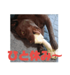 やまとの毎日 2（個別スタンプ：11）