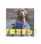 やまとの毎日 2（個別スタンプ：12）