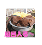 やまとの毎日 2（個別スタンプ：13）