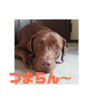 やまとの毎日 2（個別スタンプ：14）
