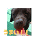 やまとの毎日 2（個別スタンプ：15）